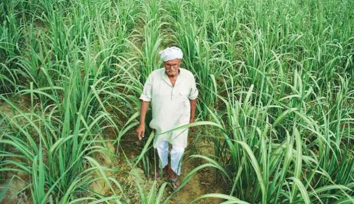 sugar-cane-farmer